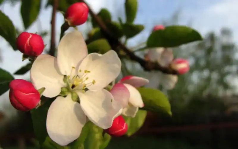 清新苹果花朵桌面壁纸1318