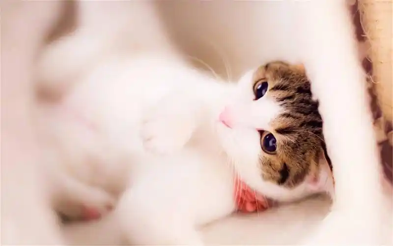 壁纸小狗萌宠汪星人呆萌可爱动物呆萌可爱狗狗图片高清电脑壁纸精选呆