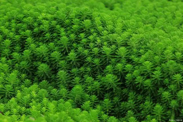 狐尾草对狐狸有什么作用