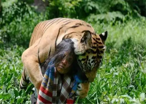 不把人放眼里的老虎,陆续吃掉436人,背后的真相竟是这个!