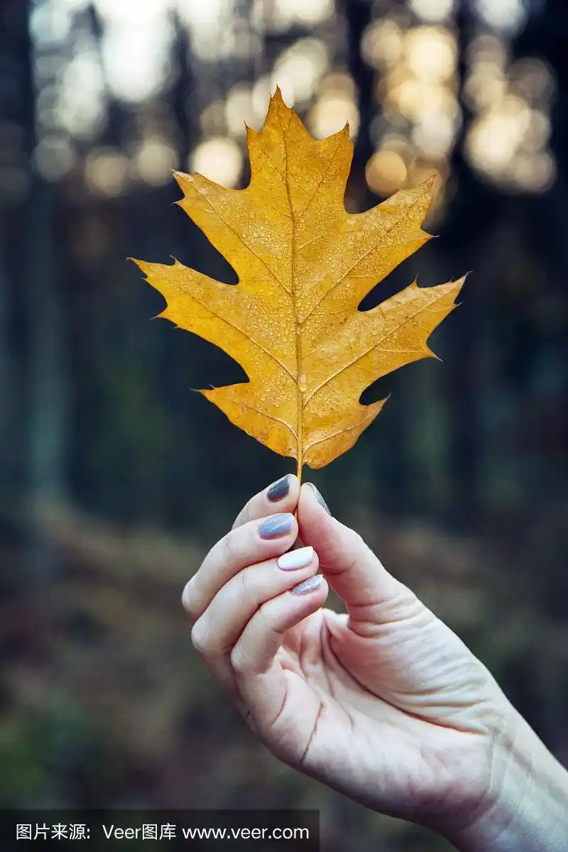 女性的手拿着一片红橡树的叶子.