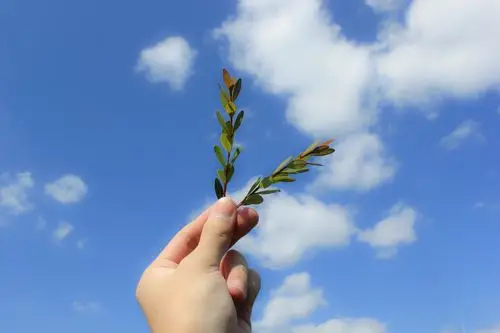 手拿叶子天空仰拍