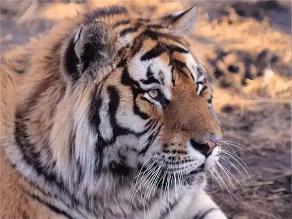 凶猛的森林之王老虎高清图片