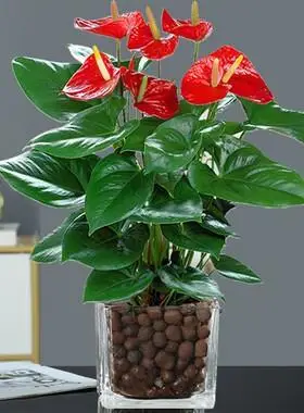 白掌一帆风顺花卉植物室内好养红掌