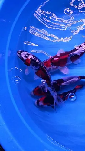 德系彩鲤4条觉得好看吗