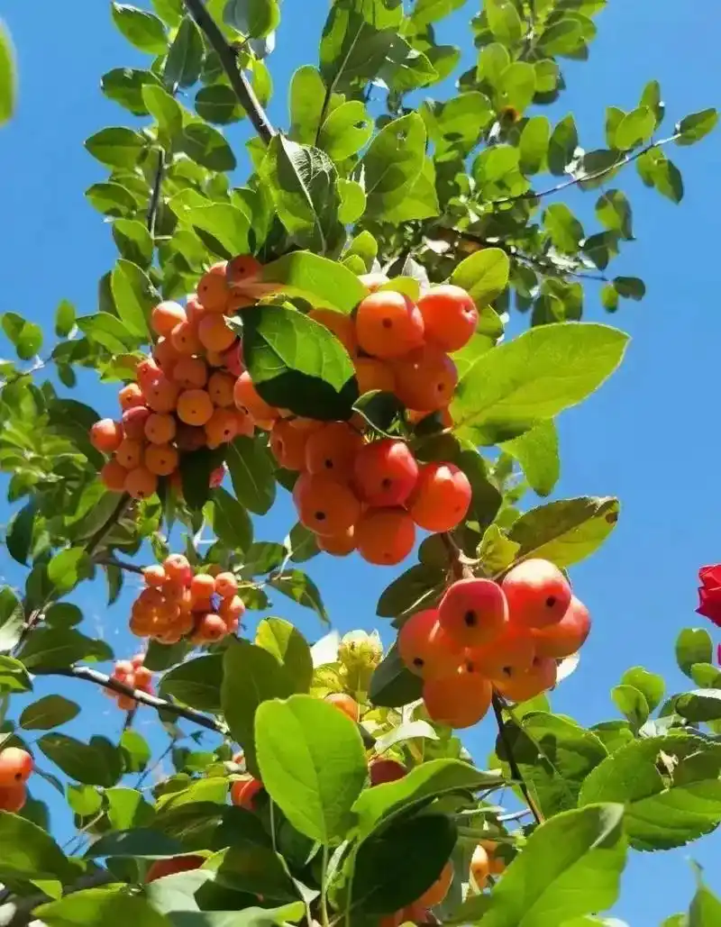 转网络照片海棠果