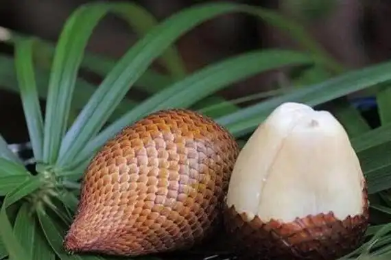 世界十大最稀有的水果红毛丹上榜第一是牙买加的国果