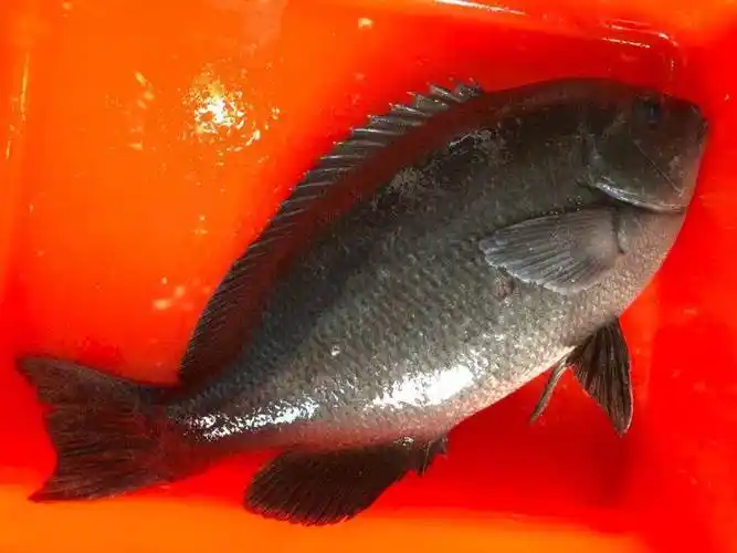 北海岸钓鱼趣,黑毛鱼汤最鲜美