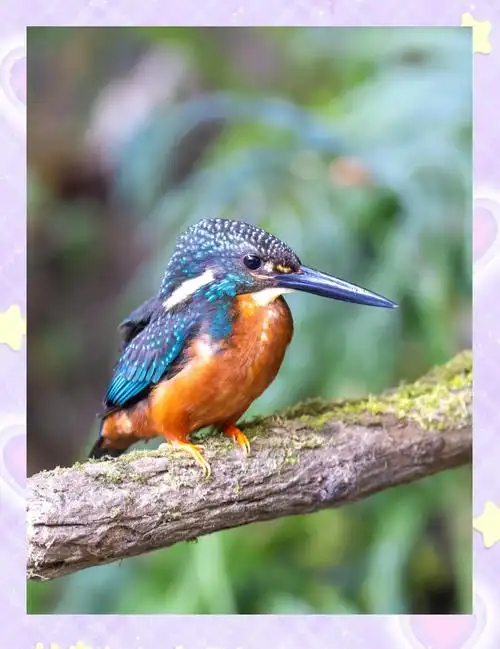 明溪的悲剧:斑头大翠鸟的悲惨遭遇