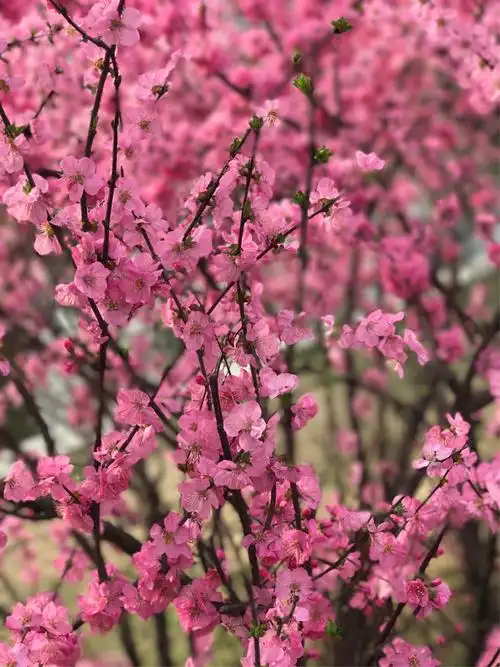 一年四季最美的季节春天来了,我最爱的桃花迎春花开了,愿我和桃花一样