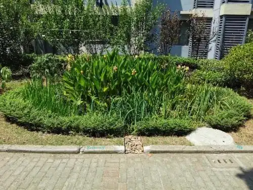 建成后的雨水花园