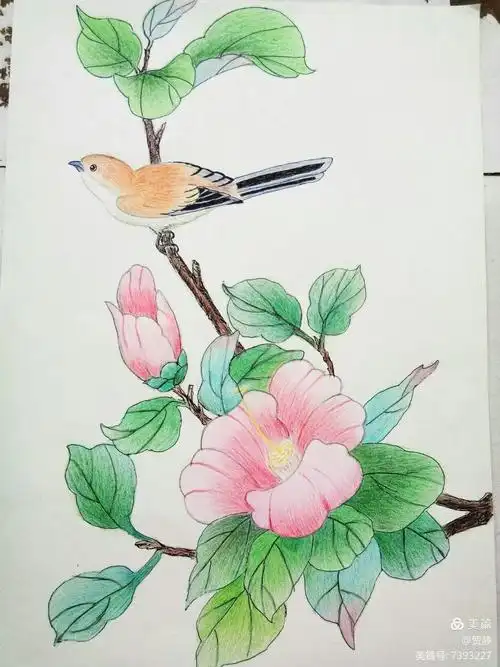 彩铅花鸟画步骤