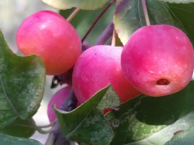 花果皆美的西府海棠