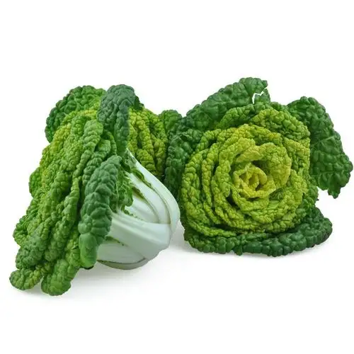 河南信阳蔬菜固始新鲜现挖霜打黄心菜青菜农家叶菜类