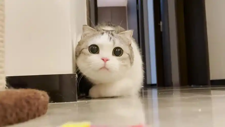 每日萌宠#小耳朵芙芙