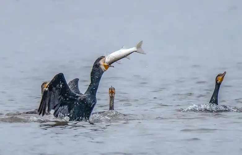 【海湾飞鸟 鸬鹚捕鱼】
