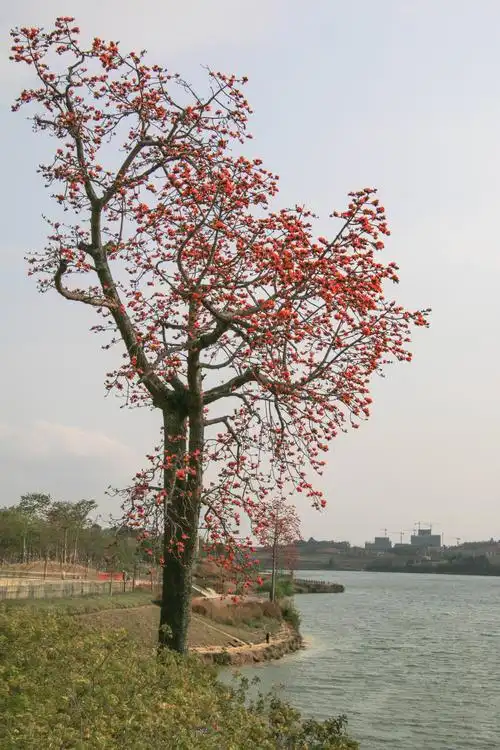 南宁春花美出新天际——木棉花