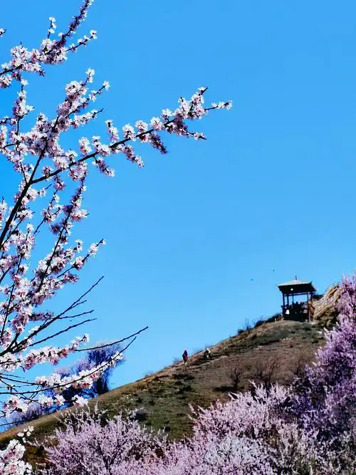 伊犁霍城福寿山也叫大西沟是刚开发并推广的又一处看杏花的去处值得一