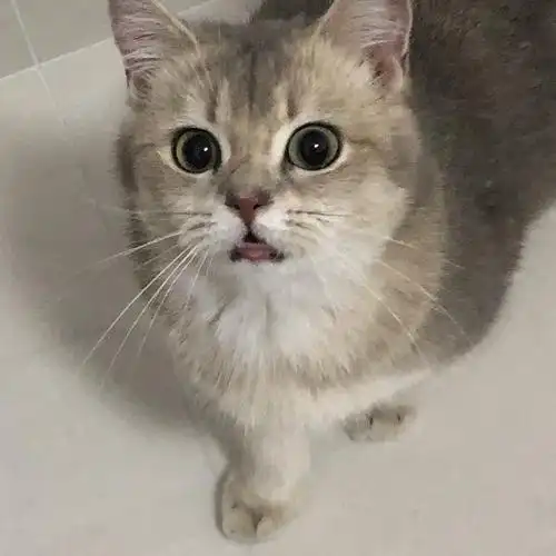 英短蓝金渐层妹妹入住土著土猫家