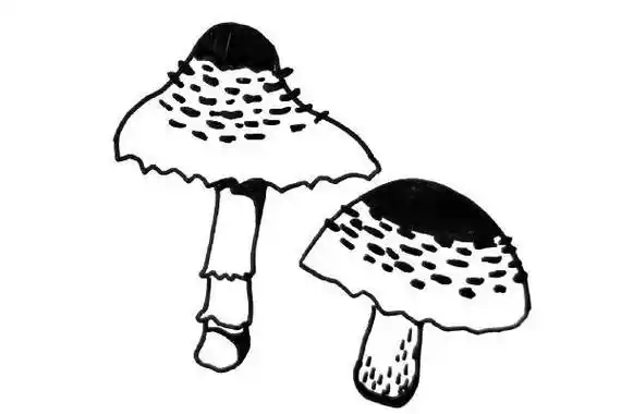 蘑菇简笔画 蘑菇简笔画简单又可爱
