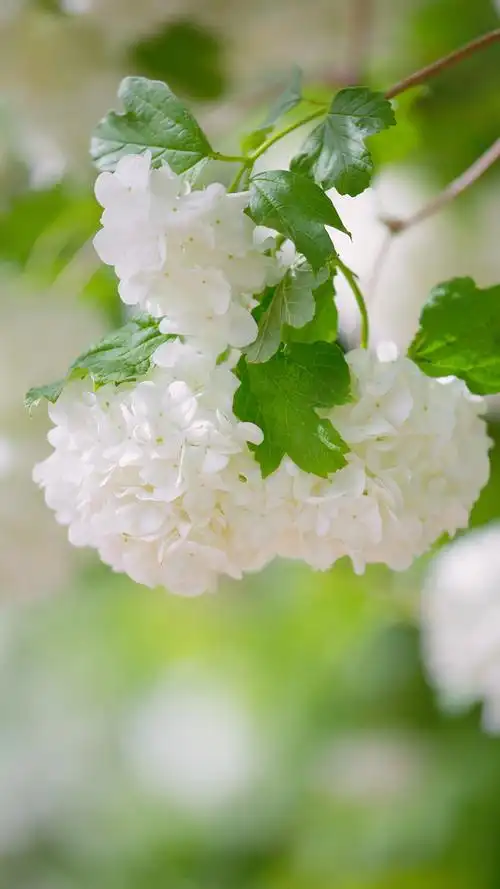 清新素雅绣球花唯美高清手机壁纸