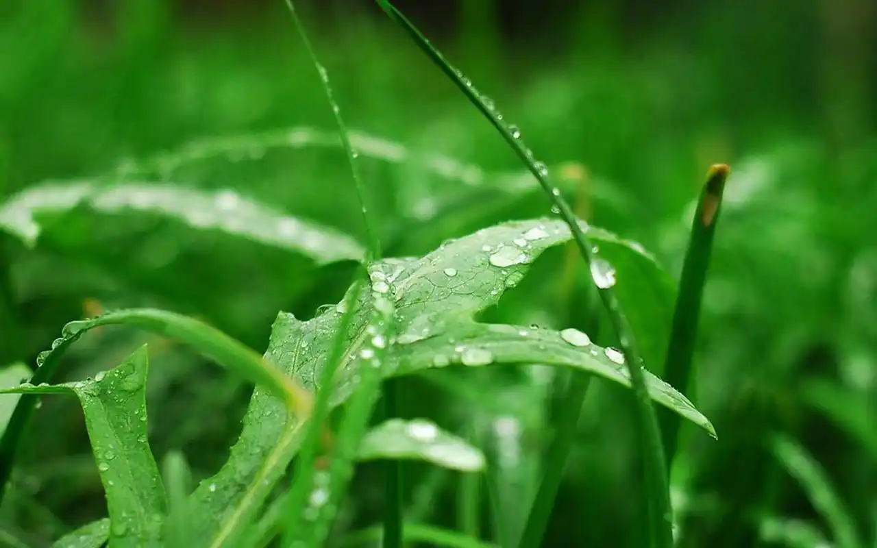 超清护眼绿色植物图片宽屏壁纸