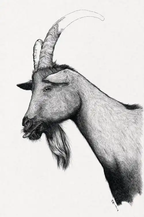 8《吐舌头的山羊》