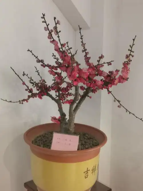 欣赏梅花盆景展