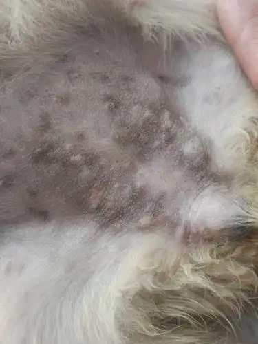 大神看看我家小金毛肚子上的是什么肚子上的黑色东西 和肚子上面点的.