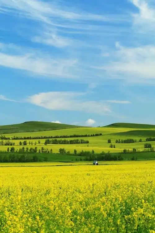 "配色"令这里 如彩色宝石般璀璨迷人 绝美油菜花海 当草原变成了绿色