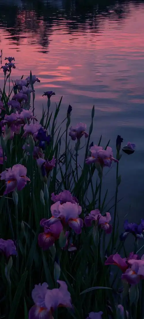 唯美鲜花手机壁纸全面屏适用高清原图