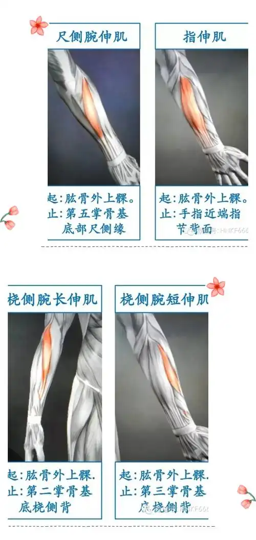 骨骼肌解剖肘腕手指