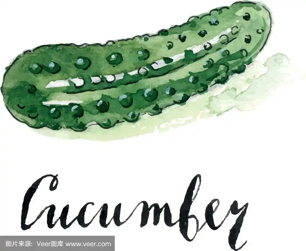 水彩酸黄瓜