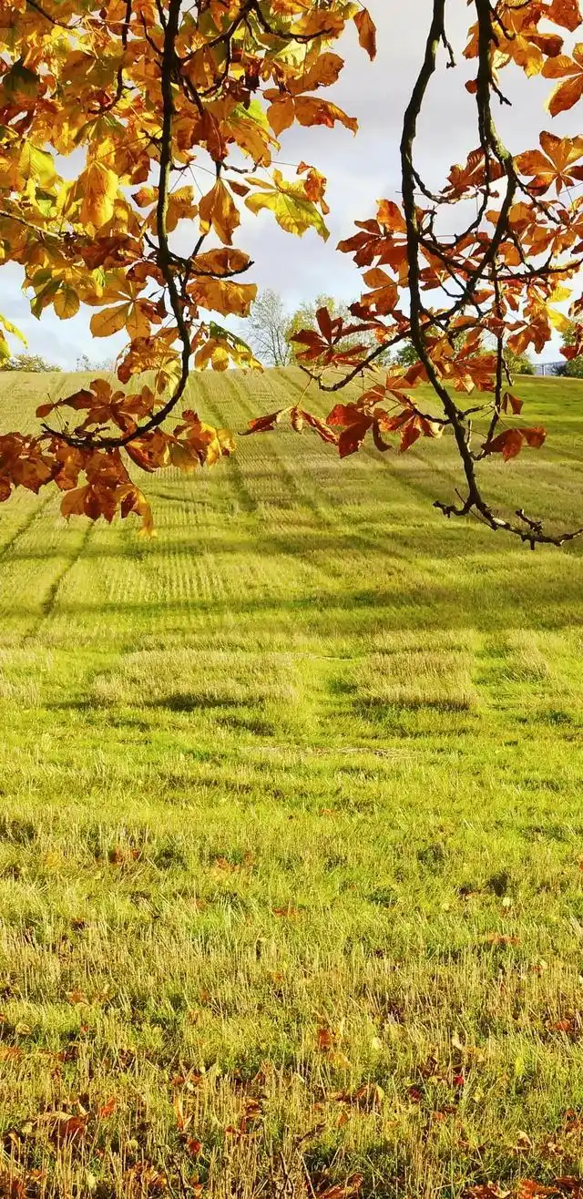 乡村田园风光全面屏手机壁纸