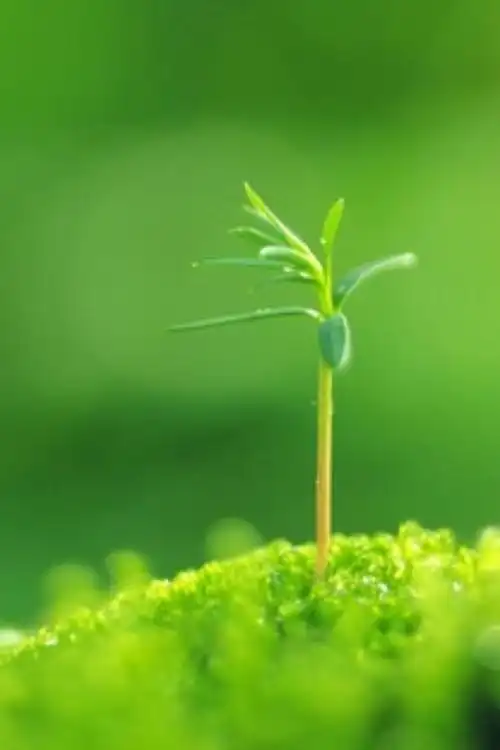 高清微信护眼图