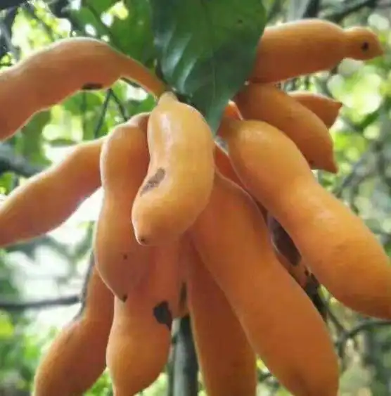 一般都是比较普通的,但是今天要跟大家说的,就是一种比较罕见的水果