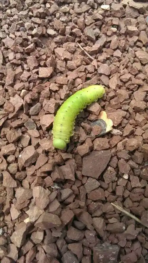 这是什么毛毛虫