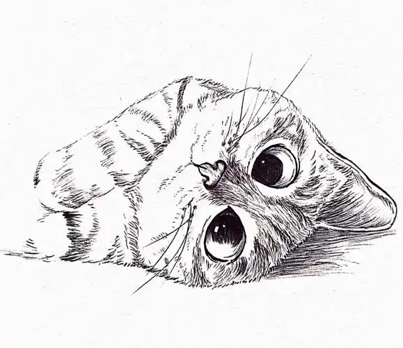 线稿 小动物黑白手绘 - 堆糖,美图壁纸兴趣社区