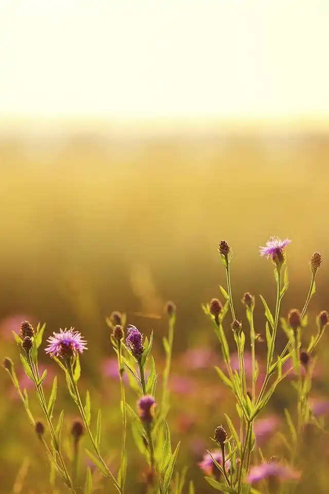 精选午后温暖阳光非主流治愈系风景手机壁纸高清下载(1)