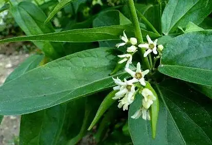 白前_王氏肾病中医诊所,肾炎水肿,尿蛋白,肾功能不