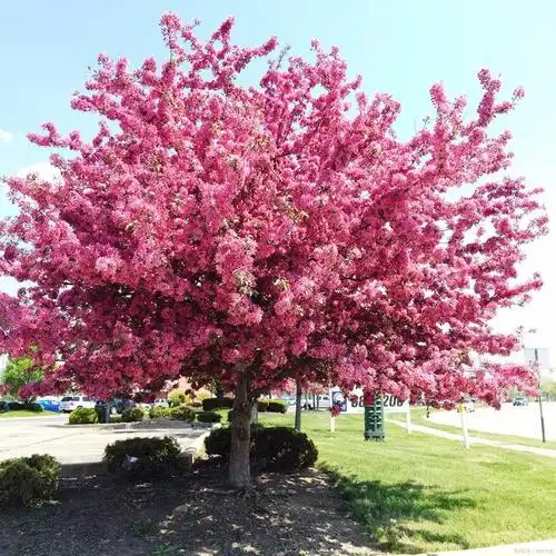 认识海棠树:一份独特的中文植物语言之旅