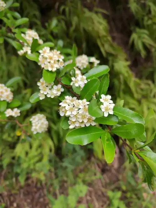 植物写真集有没有人认识这个火棘花
