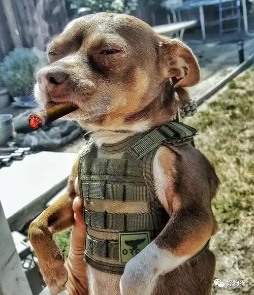 这个像不像大佬混社会的,简直不要太形象了