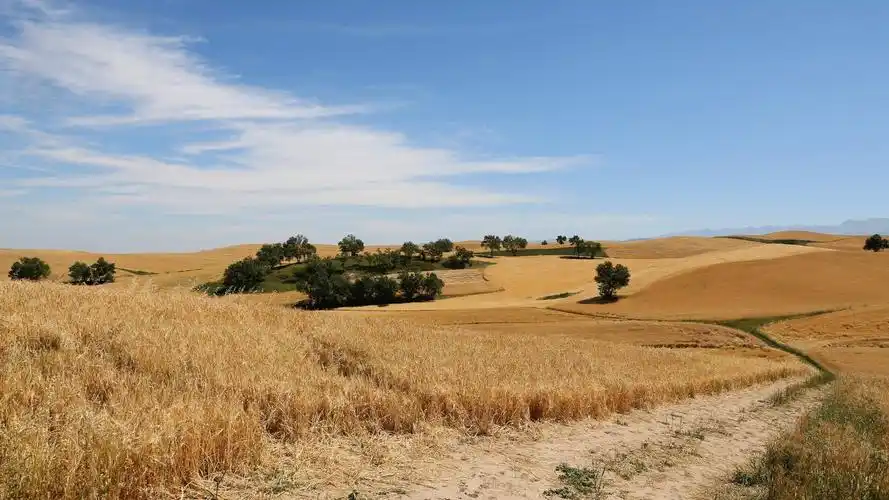 麦田丰收的季节风景,高清图片,电脑桌面-壁纸族