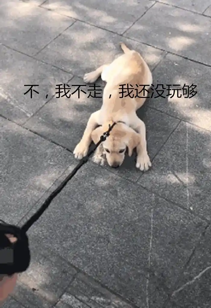 狗狗不愿回家,主人怒摔绳子:你不走,我走!狗:别,我逗你玩的