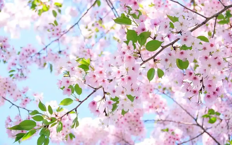 樱花的壁纸,能找到原图加大酬金