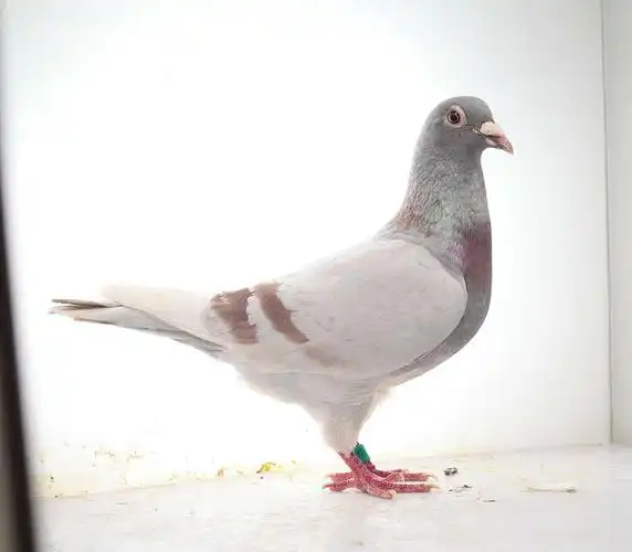 >> 查看拍卖商品