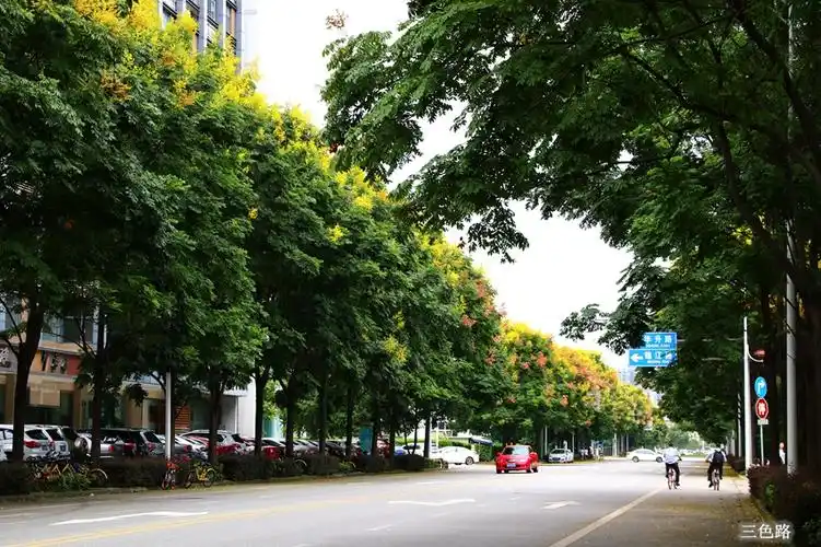 四季花木观赏指南-(栾树)