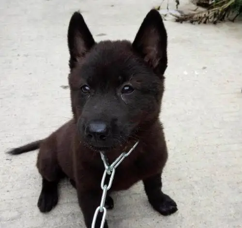 中华稀有小黑狗,从小就被主人拴上大铁链,挺可怜!