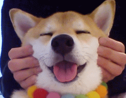 看到柴犬这张大饼一样的肥脸,不把它揉秃噜皮都对不起自己的手